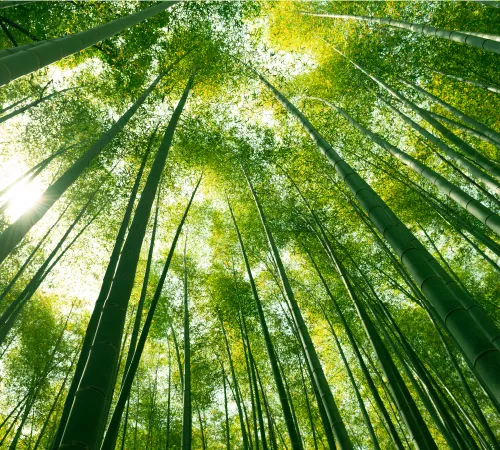 竹林の保存林 image photo